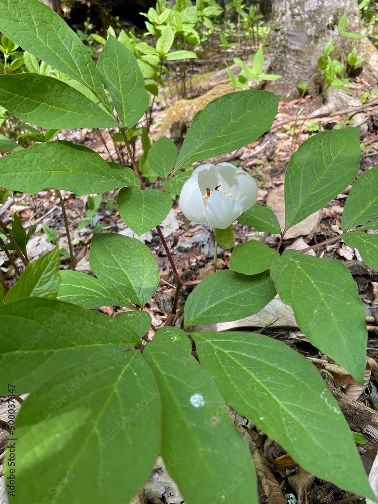 Obraz premium ヤマシャクヤク