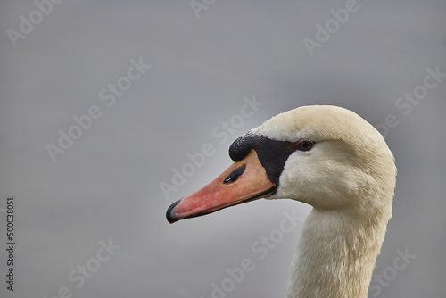 Fototapeta Naklejka Na Ścianę i Meble -  Portrait of a beautiful white swan