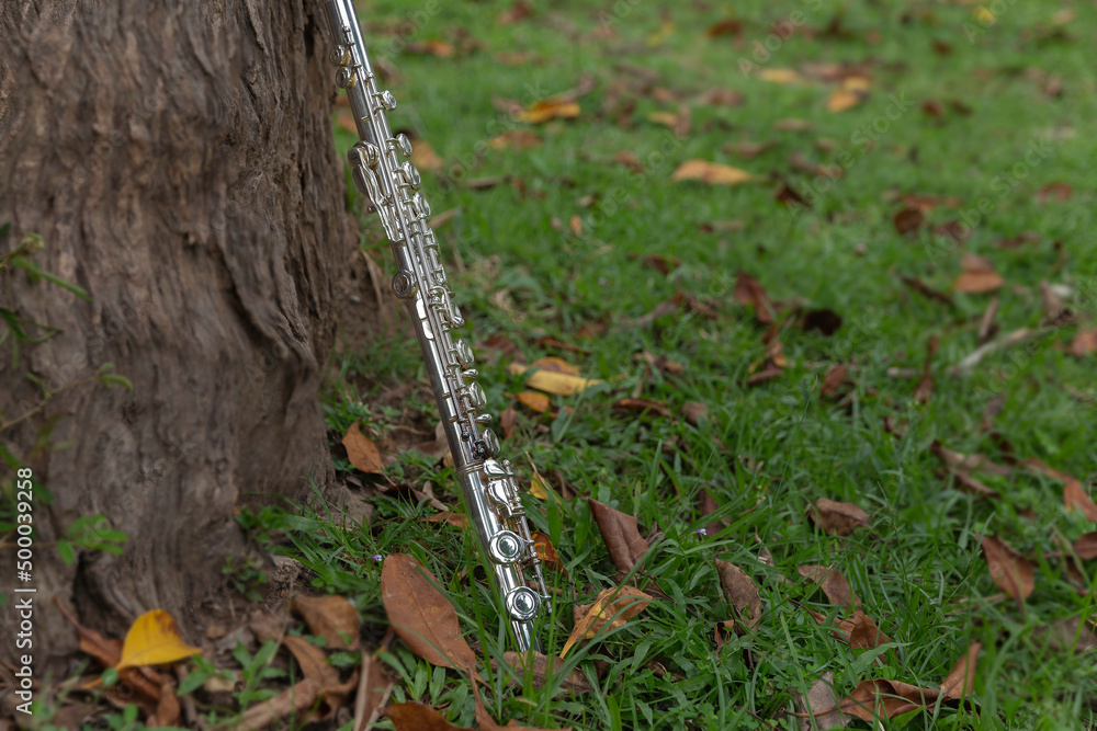 flute put on grass,During the practice break time to prepare For the  concert. Stock Photo | Adobe Stock
