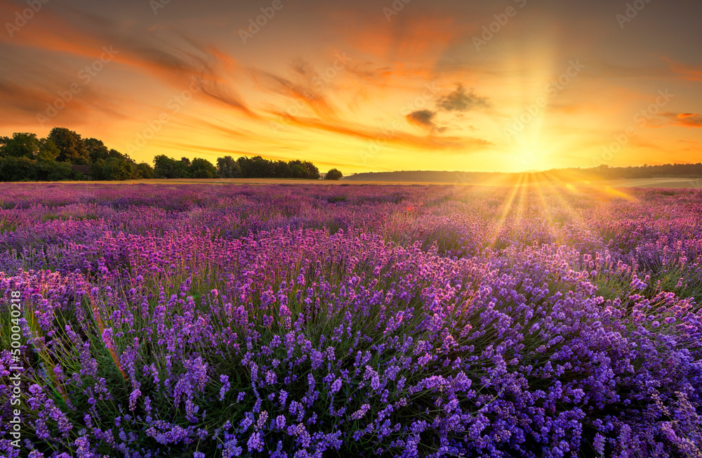 Naklejka premium Berautiful summer sunset over lavender field