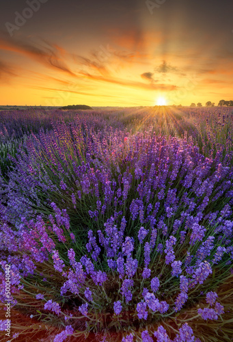 Beautiful summer sunset over lavender field