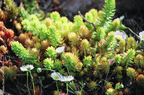 Принти на полотні Selective shot of a tasteless stonecrop (Sedum sexangulare) plant with beautiful