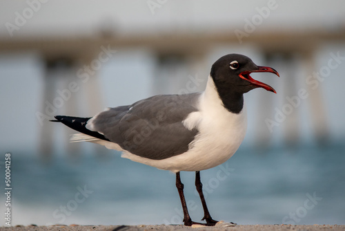 Fototapeta Laughing gull with an open beak on the shore