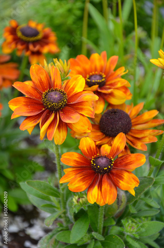 Beautiful deep orange coneflowers in summer