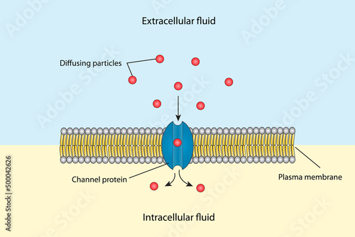 Channel protein for molecule transport