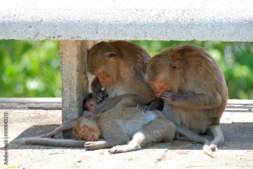 Female long-tailed macaques grooming their young under a stone bench, Phetchaburi, Thailand photo