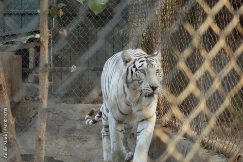 white bengal tiger