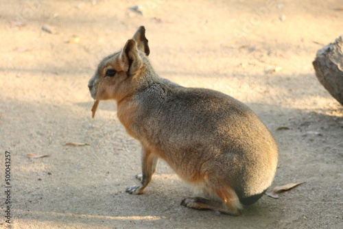 squirrel in the park