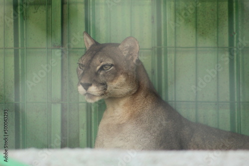 cat on the window