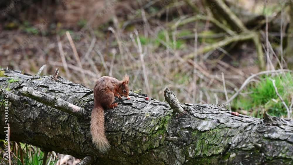 Cute young Red Squirrel (Sciurus vulgaris) eating nuts on a fallen tree in the forest. Static shot. Cute young Red Squirrel (Sciurus vulgaris) eating nuts on a fallen tree in the forest. Static shot.