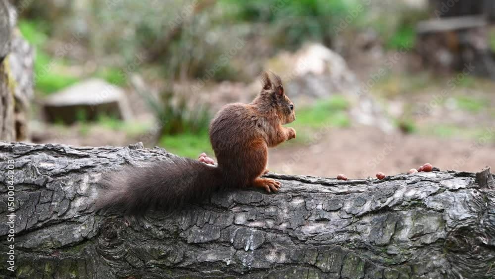 Beautiful Adult Red Squirrel (Sciurus vulgaris) Eating nuts on a log in the middle of the forest. Beautiful Adult Red Squirrel (Sciurus vulgaris) Eating nuts on a log in the middle of the forest.