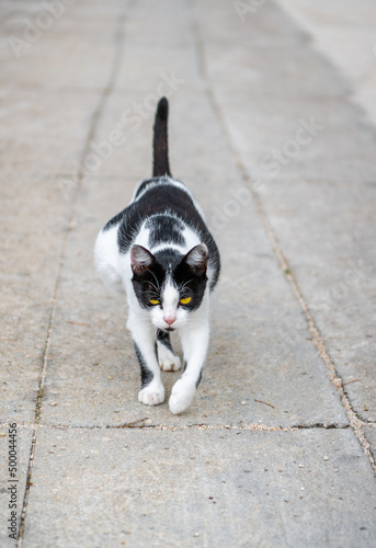 A black and white pregnant cat on the road