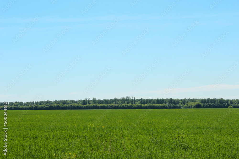 Spring landscape in the field