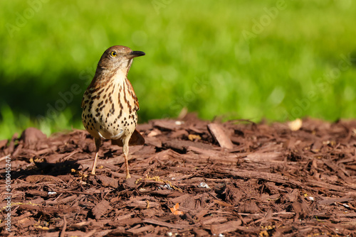 Closeup of a brown thrasher bird standing on woodchips with a green grass background