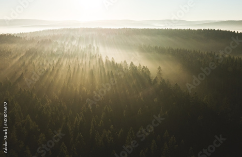Big forest during sunrise from above.