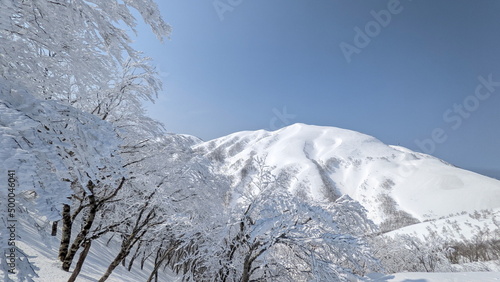snow covered trees in mountains