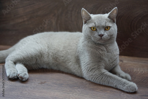 British shorthair cat laying on the counter