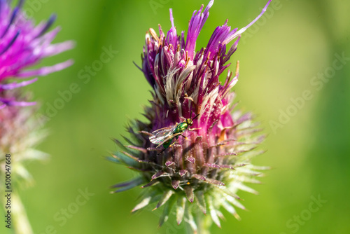 Photo Closeup shot of Plumeless thistles on green blurry background