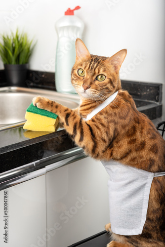 Funny domestic cat holds a sponge with his paw and is going to wash the dishes.