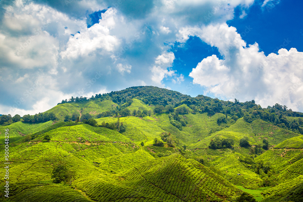 Beautiful Tea plantations