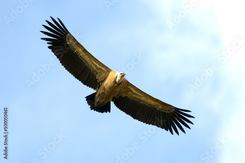 Low angle shot of a griffon vulture flying in the clear sky photo