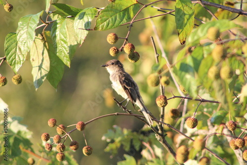 Eastern Wood Pewee