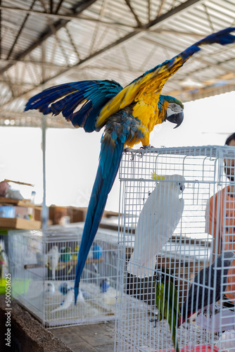 Large yellow-blue macaw parrot spread its wings