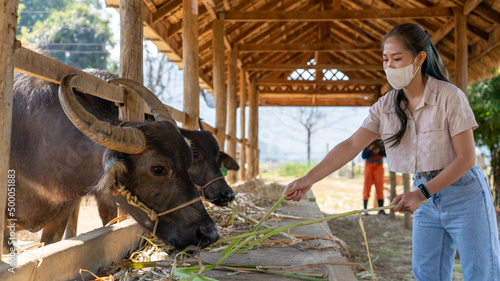 An Asian girl wearing a white mask feeding carabao buffaloes in the barn on a sunny day photo