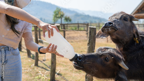 Beautiful shot of a girl bottle feeding buffalo calves in the farm on a beautiful sunny day photo