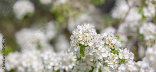Weisse Kirschblüten als Hintergrund