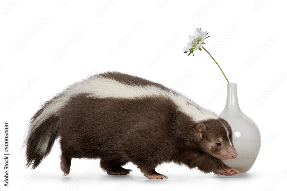 Cute classic brown with white stripe young skunk aka Mephitis mephitis, walking side ways. Passing white vase with flower. Head and tail down, looking away from camera. Isolated on a white background. Cute classic brown with white stripe young skunk aka Mephitis mephitis, walking side ways. Passing white vase with flower. Head and tail down, looking away from camera. Isolated on a white background.