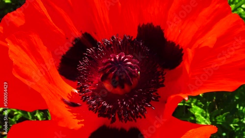 Big red opium poppy flower in the garden photo