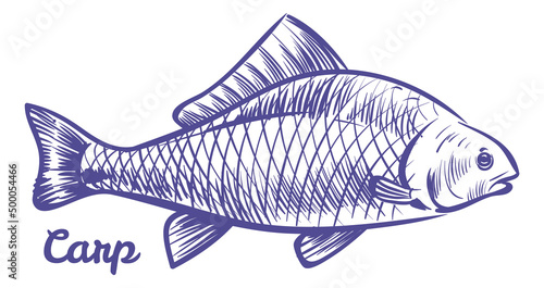 Carp engraving. Freshwater fish sketch. River animal icon