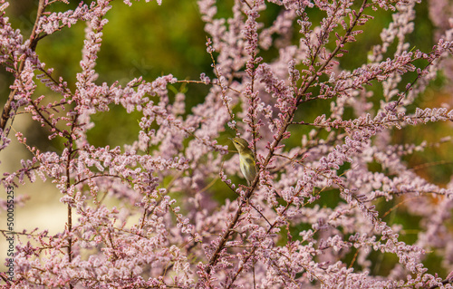 Small bird sitting on a flowering tree branch with blosssoms on a blurry background photo