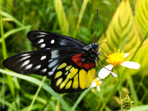 Selective focus shot of delias pasithoe butterfly perched on a flower photo