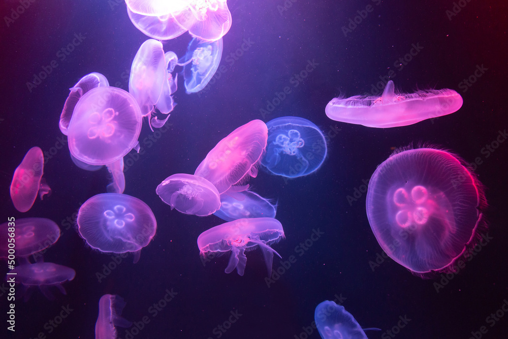 Big Jellyfish in aquarium Big Jellyfish in aquarium