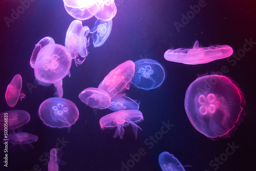 Photo Big Jellyfish in aquarium