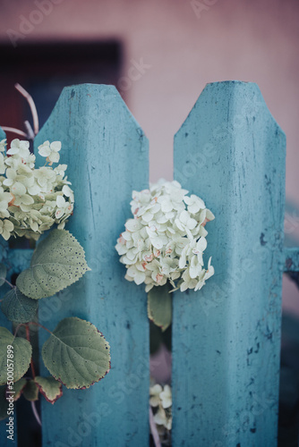 Vertical shot of white hydrangea flowers on a wooden fence photo