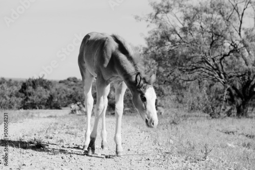Curious foal horse in pasture on Texas ranch during summer. © ccestep8