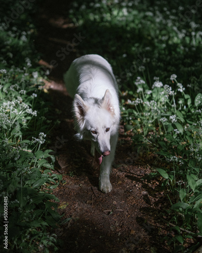 Lone Melville Island Wolf walking on a trail in a forest photo