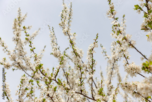 Weisse Kirschblüten als Hintergrund