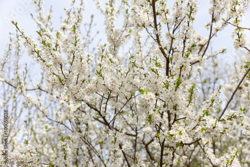 Weisse Kirschblüten als Hintergrund