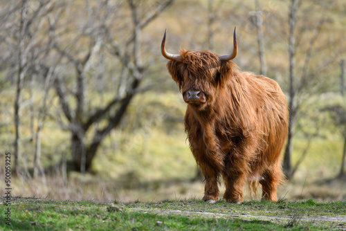 Golden highland cow (heiland coo) in Glen Nevis, Fort William, Scotland, UK photo