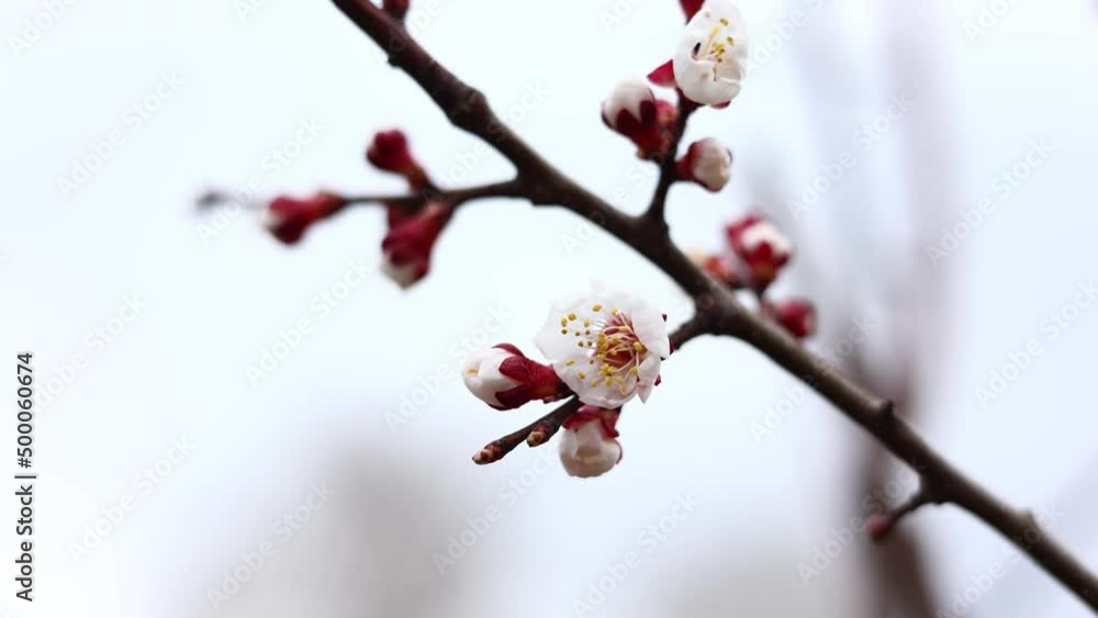 close up of blooming tree branch in spring time. Branches shaking by wind close up of blooming tree branch in spring time. Branches shaking by wind