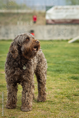 Selective of a cute labradoodle in a park photo