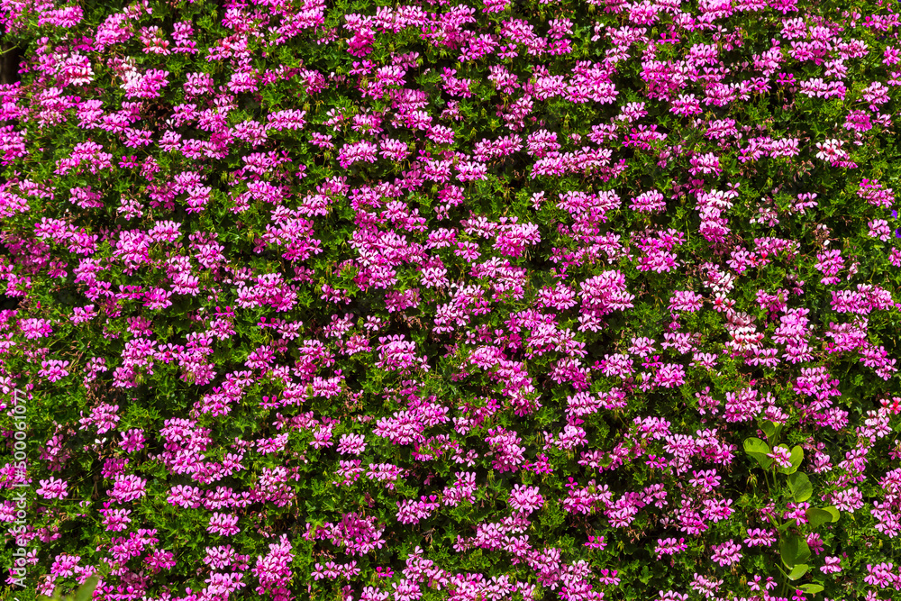 Fototapeta premium Background of flowers