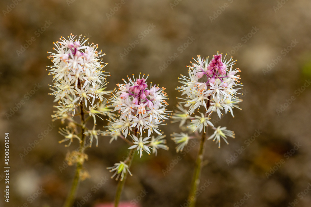 tiarella cordifolia flower grown in a garden in Madrid tiarella cordifolia flower grown in a garden in Madrid