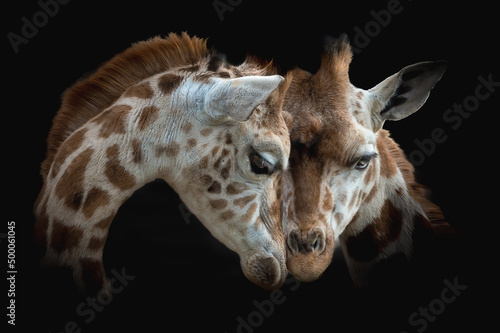 Photography Closeup of giraffes cuddling against a black background