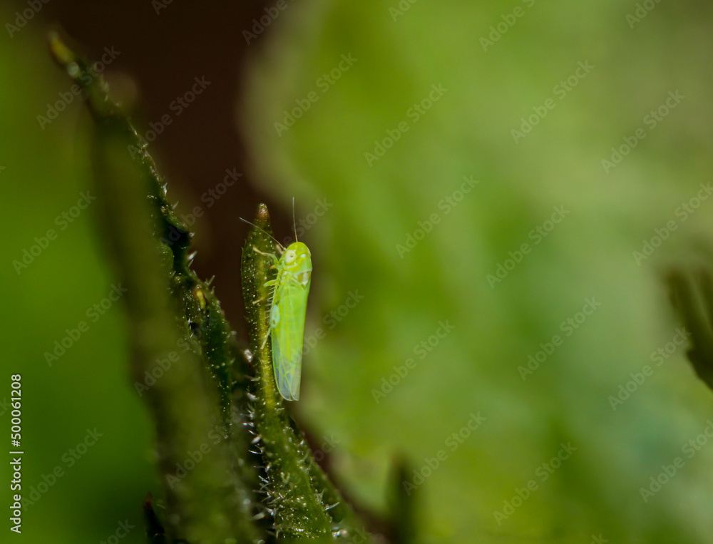 Nahaufnahme einer winzig kleinen Empoasca Species, einer kleinen grünen Zikade. - obrazy, fototapety, plakaty 