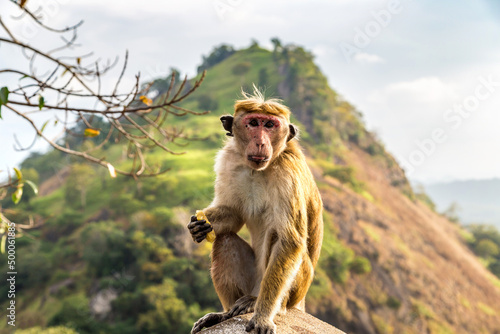 Wild monkey in Sri Lanka